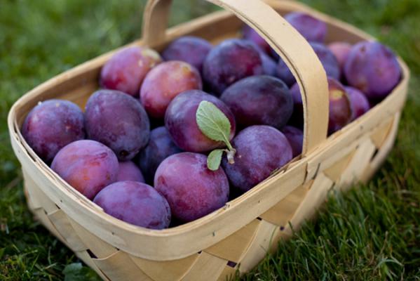 Wholesalers of prunes in 2019 